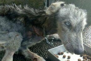 Трогательная история спасения хаски на Бали