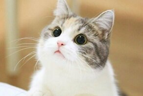 Кото Гиф