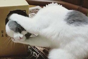 19 снимков, на которые придется посмотреть дважды (а то и трижды)