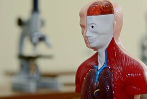 Кровь, сперма, волосы и яйцеклетка: сколько можно заработать, если продать себя по частям