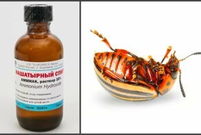 Нашатырный спирт против насекомых
