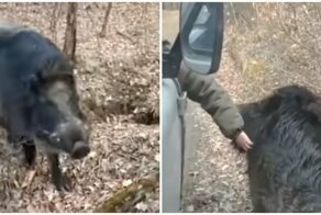 Почти ручной кабан Боря