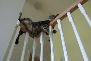Это – кот, ему так удобно: котейки, заснувшие в самых странных позах