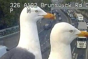 Две лондонские чайки стали звездами Твиттера