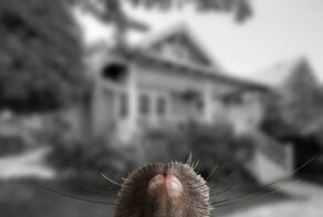 О том как видят мир животные