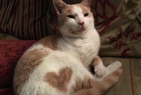 Коты и кошки с сумасшедшим окрасом