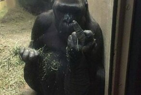 Намешалось