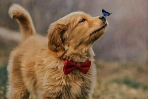 Бабочка села на нос пса с красной бабочкой, и этот кадр дал начало неожиданно доброму фотошоп-баттлу