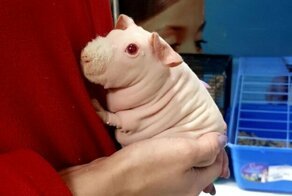 "Шладкая штесняшка": страшненькую морскую свинку никто не любил, пока в дело не вмешался Твиттер