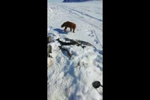 Лиса пришла к рыбаку за своей долей