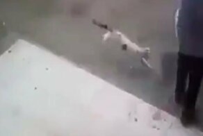 Момент внезапного нападения агрессивной кошки на мэра мексиканского города попал на видео