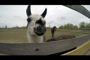 Угощаем ламу и лошадок в "Ясно Поле"