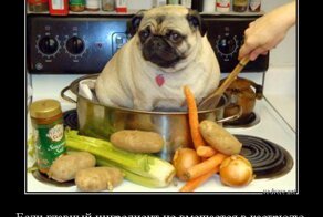 Самые необычные пассажиры за весь месяц