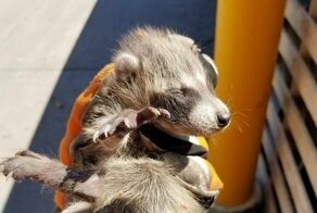 Сотрудники магазина нашли новорожденных енотов среди мешков и написали милую табличку