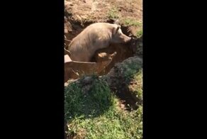 Спасение рядового Хряка из котлована