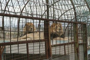 Зоозащитники спасли обитателей "худшего зоопарка мира"