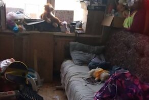 В Петербурге обнаружили 8-летнюю девочку, которая делила квартиру с сотней крыс
