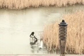 Не трогай моих детей! Гусыня утопила атаковавшую её птенцов чайку