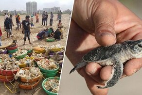 С пляжа в Индии убрали 5000 тонн мусора, чтобы спасти черепах