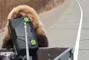 На Камчатке мишка стащил у охотников холодильник с продуктами