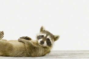 20 правил жизни енотов