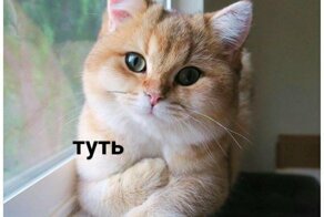 Треш , угар и деградация