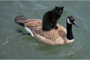 "Вот доказательство!": 25 невероятных вещей, заснятых на камеру