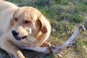 Медведь подкупил сторожевого пса, чтобы покопаться в мусорном баке