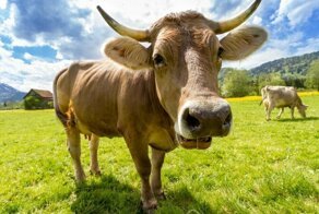 10 интересных фактов о животных