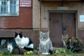 Милых котиков пост