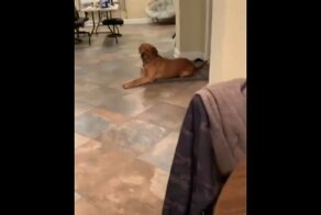 Незаменимый в хозяйстве пёс исполняет желания своего хозяина