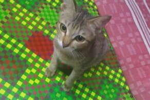 Котенок разгрыз хозяйские наушники, но сумел загладить вину