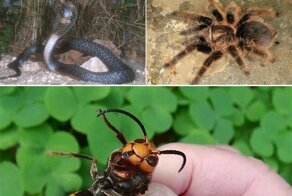 Невероятно милое, но очень опасное создание