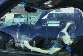 Нетерпеливая собака так сильно хотела вернуть назад к машине своего хозяина, что освоила клаксон