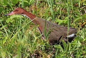 Ученые обнаружили птицу, которая считалась вымершей 136 тыс. лет назад