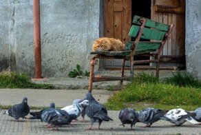 Неудачная охота