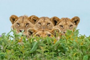 Львиный прайд спародировал группу Queen