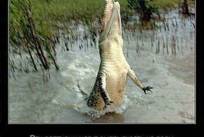 Факты о крокодилах и их среде обитания