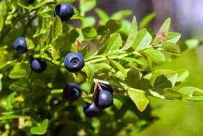 10 продуктов, которые помогут стать моложе внутри и снаружи