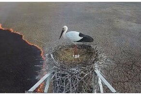Аист не бросил своих птенцов, несмотря на бушующий под гнездом пожар