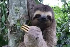 Видео: ленивец улыбается и машет человеку, который его спас