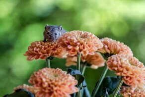 Этого мышонка буквально вытащили из кошачьей пасти