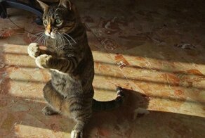 25 ситуаций, в которых кошки ведут себя как люди