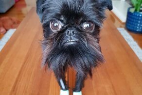 Это Кальмар - пёс, которого, казалось бы, можно встретить только в мультиках