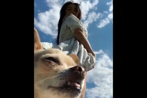 Типичная собака модератора развлекательного сайта