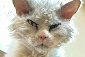 Умерла сердитая кошка Grumpy Cat, но в сети нашли ее последователей
