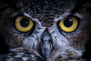 "Они не то, чем кажутся": 20 волшебных портретов сов