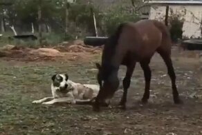 Дружба, которая пишется с большой буквы!