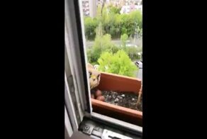 Пернатая хищница решила выходить своих птенцов в цветочном ящике за окном