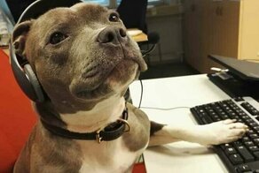 45 милейших псов, которые стали незаменимыми сотрудниками на работе